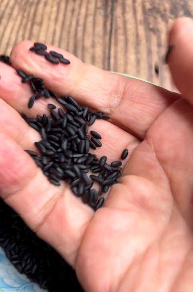 Raw Black Rice