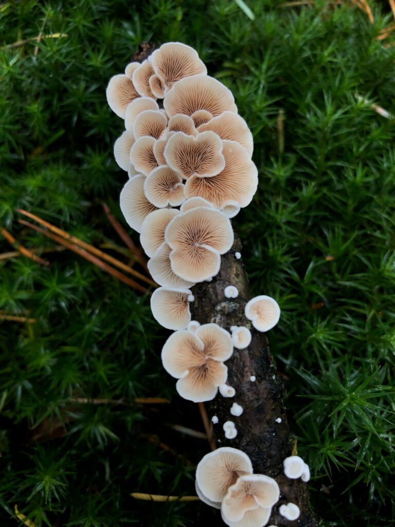 mushroom