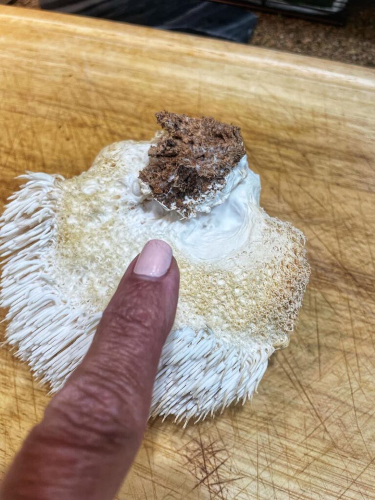 Lion's Mane Stem