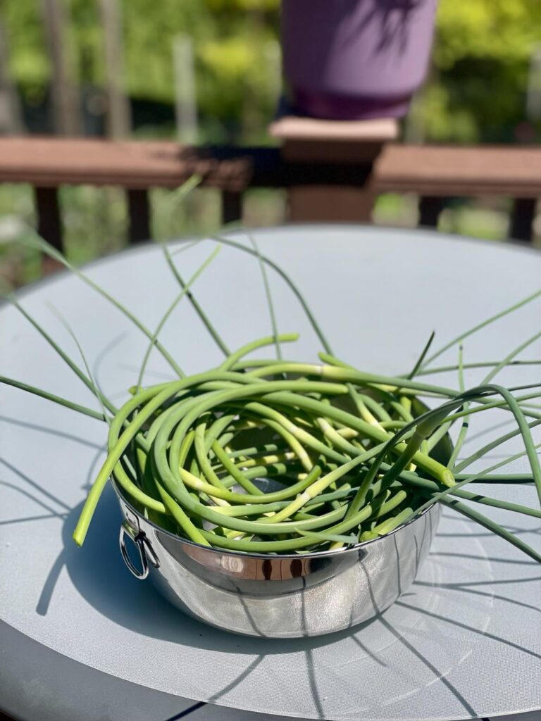 Fresh Garlic Scapes from the Garden