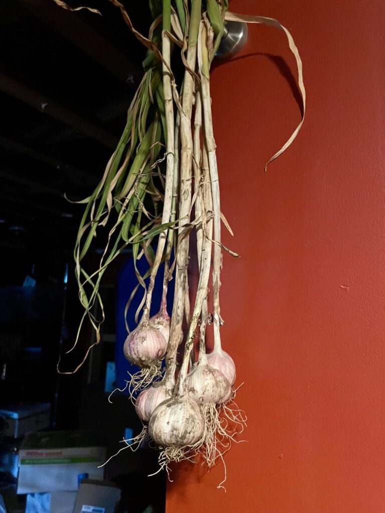 Freshly Harvested Homegrown Pink Garlic