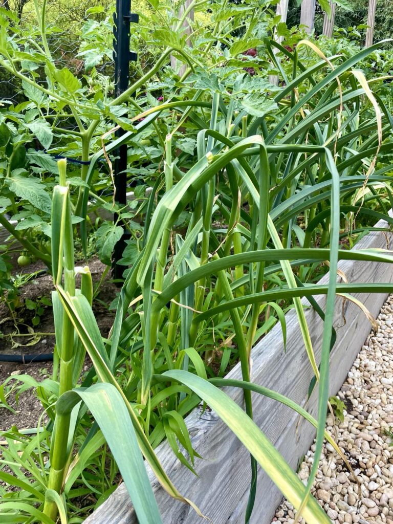 Garlic Growing in My Garden