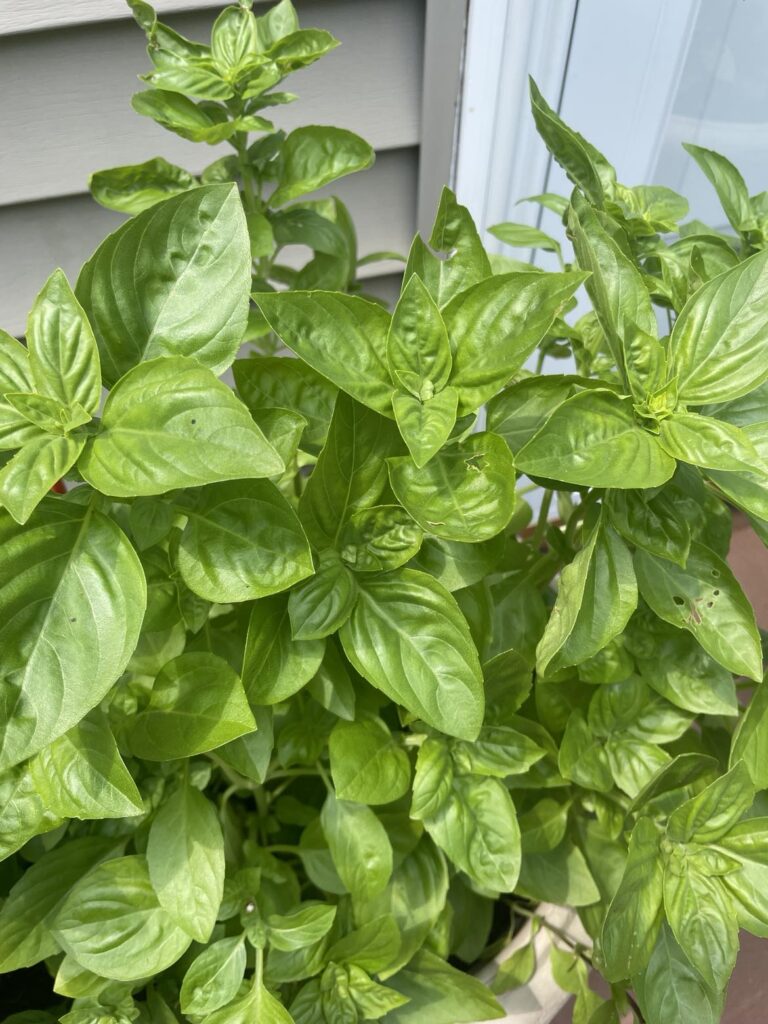 Fresh Basil