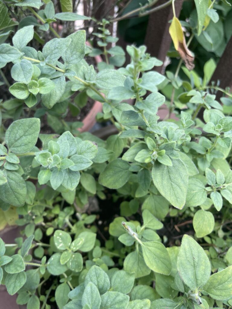 Fresh Oregano